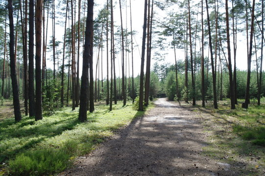 aleja pośr&oacute;d drzew
