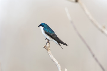 Tree Swallow