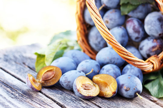 frisch gepfl&uuml;ckte Zwetschgen aus dem eigenen Garten im K&ouml;rbchen