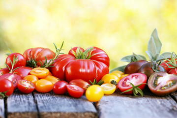 frisch geerntete Vielfalt an Tomaten aus dem eigenen Garten, auf Holz, copy space