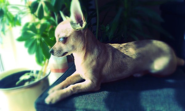 Leila Chi Hua Hua2