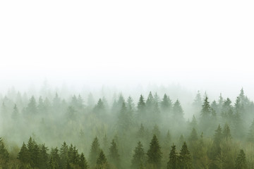 foggy pine forest