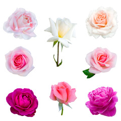 collage of eight  roses