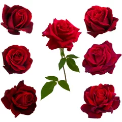 Papier Peint photo Lavable Roses collage de sept roses rouges