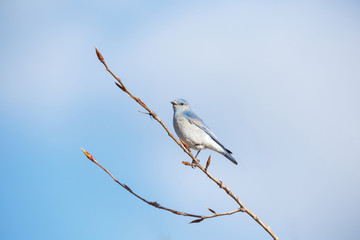 Male Mountain Bluebird