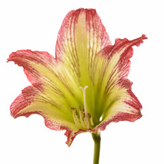 lilium flower on white background