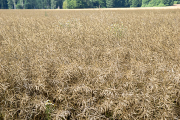 rapeseed field / faded rapeseed field