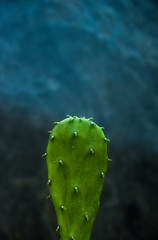 Cactus Opuntia closeup. Dark background