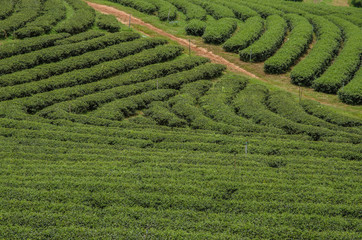 Tea plantations in the north of Thailand.