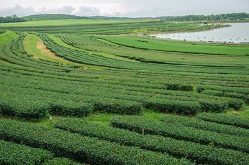 Tea plantations in the north of Thailand.