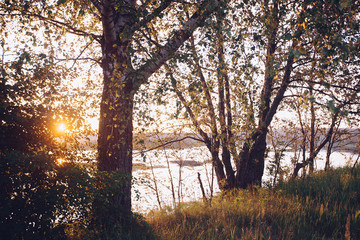 A set of fresh birch leaves in the sunset with a beautiful blurr