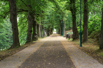 Summer forest road