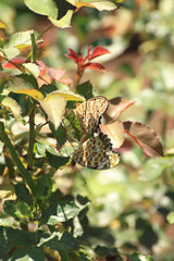 ヒョウモンチョウの交尾