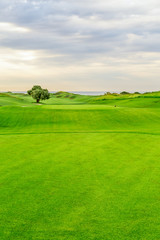 Golf course with a tree