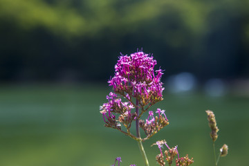 pink flowers