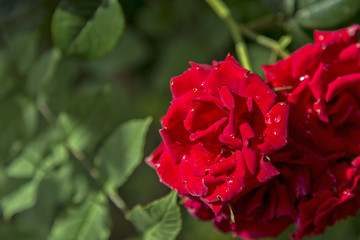 red rose