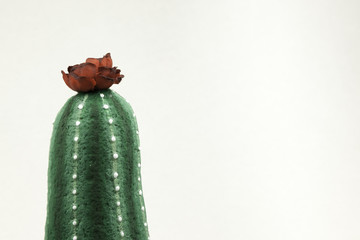 blooming cactus on white background