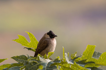 Sooty-headed Bulbul