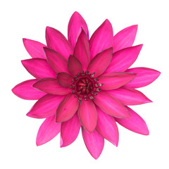 Obraz premium Lotus flower isolate on white background. This has clipping path