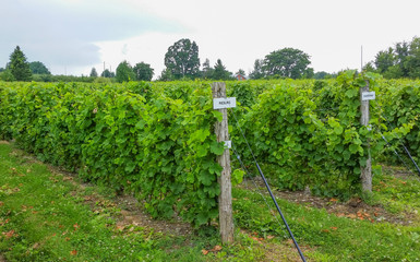 Fototapeta na wymiar Vineyard with green grapes ripening in summer for fall harvest to make wine