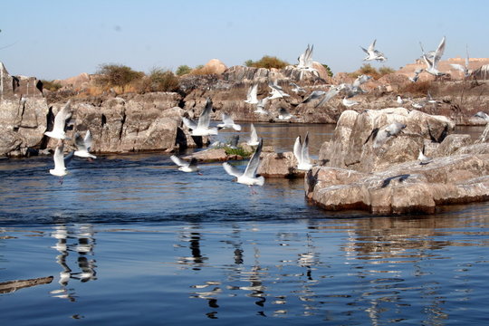 Egitto, Aswan volo di gabbiani sul nilo