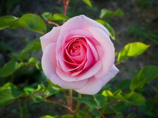 pink rose