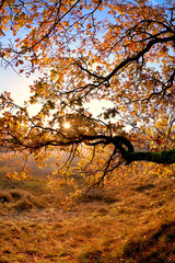 sunshine through tree branches in autumn