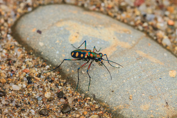 Tiger beetle on ground close up