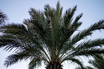 Naklejka na ściany i meble The top of a palm tree against a blue sky