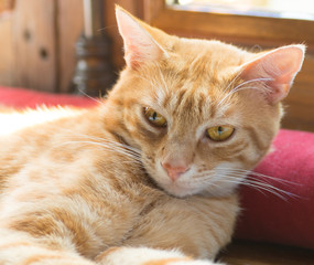 Chat roux aux yeux oranges