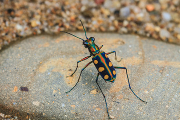 Tiger beetle on ground close up
