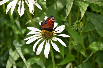Schmetterling - Pfauenauge nimmt Auszeit auf Blume - gelber Sonnenhut, 