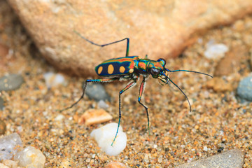 Tiger beetle on ground close up