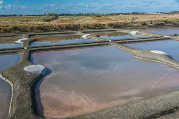 œillet d'un marais salant