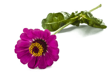 Flower of  zinnia, isolated on white background