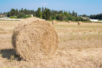 Balla di fieno nel campo