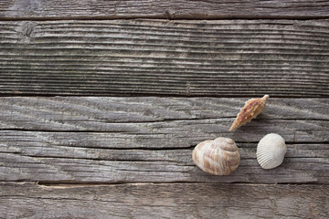 Spiral sea shell  on wooden background