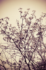 abstract tree, Soft focus,Background with pink color filter abstract tree, Soft focus,Background with color filter