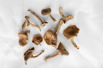 Dried mushrooms on white fabric, closeup