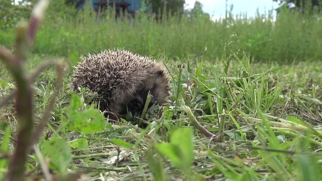 hedgehog sleeps in a ball and then turns and walks away through