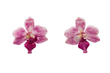 Pressed and Dried flower  Orchid. Isolated on white background.