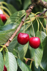 Cherry