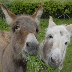 Fototapeten zwei Esel fressen Gras © Carmela