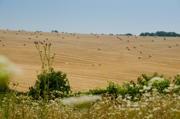 mowed rye field