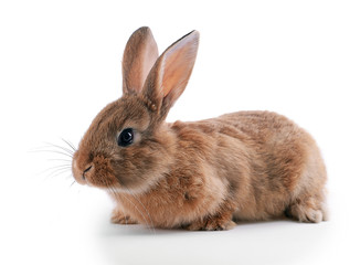 Little rabbit isolated on white