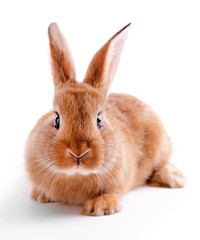 Little rabbit isolated on white