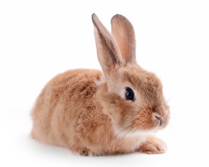 Little rabbit isolated on white