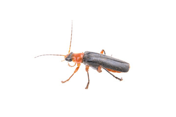 Soldier beetle on a white background
