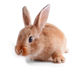 Little rabbit isolated on white