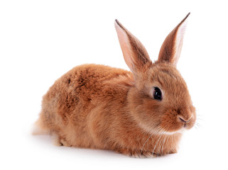 Little rabbit isolated on white